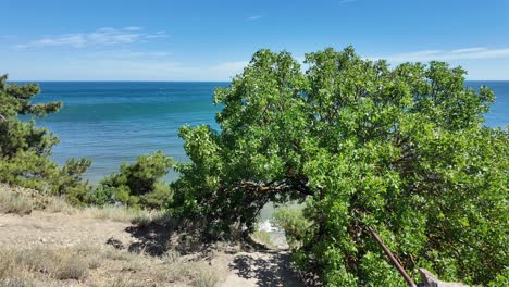 scenic coastal view with green trees and path leading to the sea