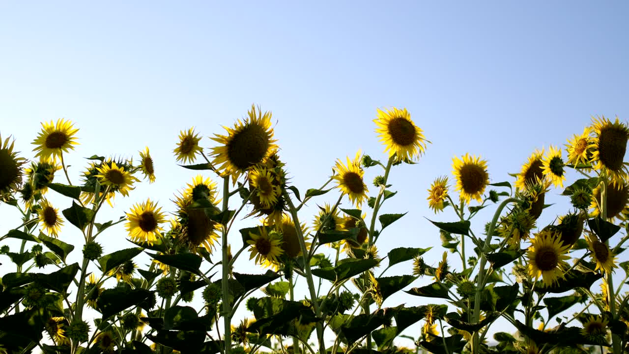 꽃에서 해바라기 꽃의 클로즈업 영상입니다.