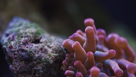 macro shot of sea anemone in a saltwater aquarium