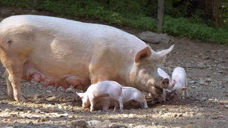 close up slow motion shot of adorable pig family grazing on farm and eating outdoors