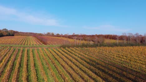 Drone-Aéreo-Descendente-4k-Viñedo-En-Inglaterra-Kent-Sureste-Después-De-La-Cosecha-En-Otoño