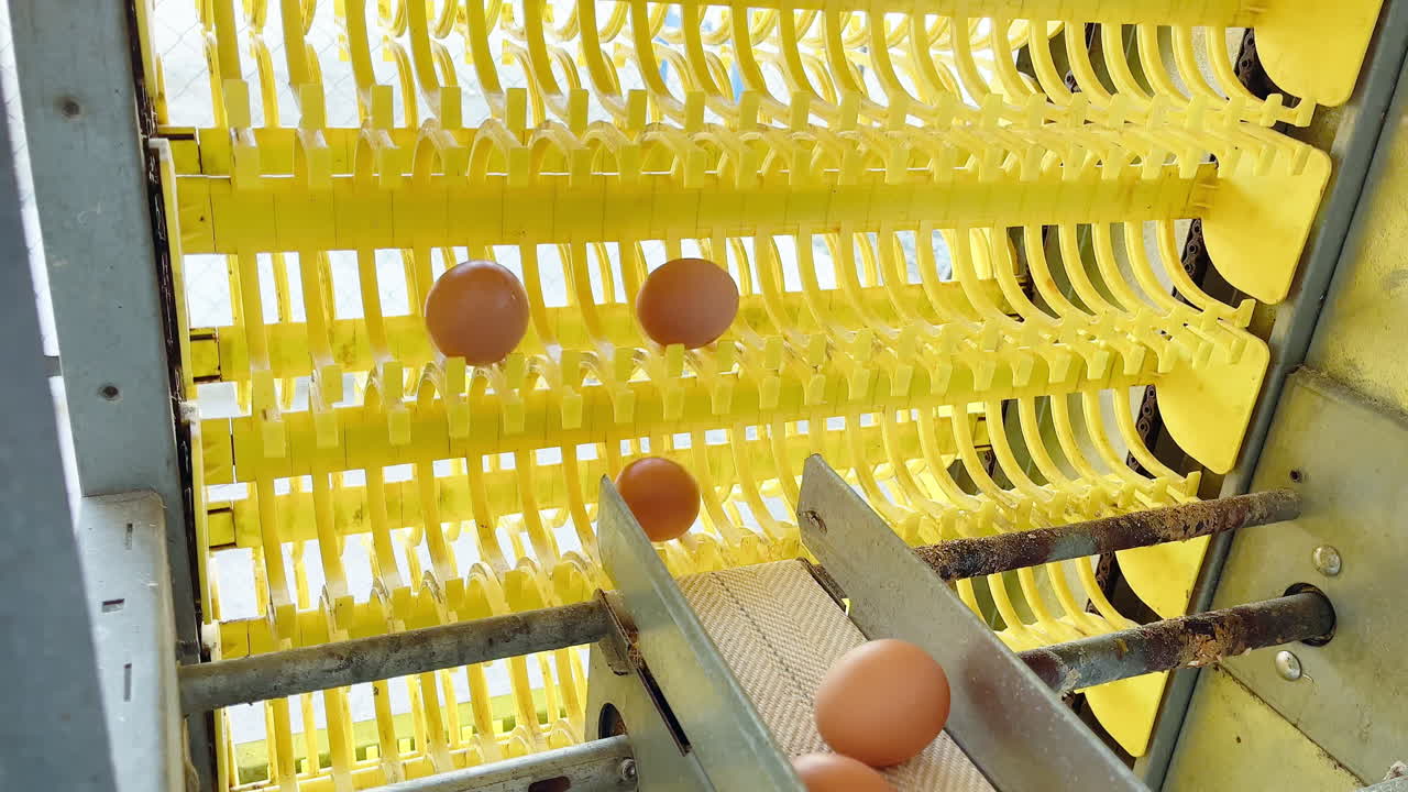 우리의 편리한 계란 벨트로 파나마의 고품질 닭 농장 계란 우리의 편리한 계란 벨트로 번거로움 없이 최고 품질의 계란