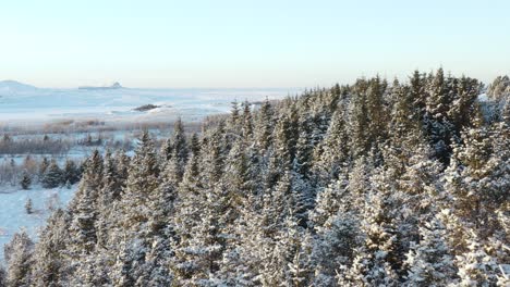 Winter-landscape-with-snow-covered-pine-trees-in-tranquil-Iceland-forest,-aerial