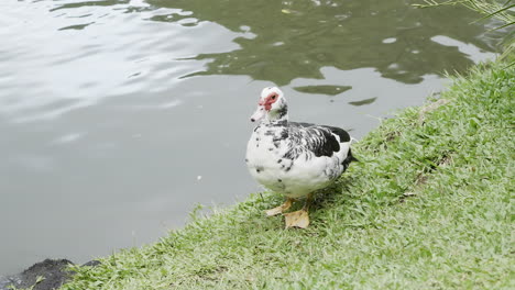 black and white duck washing itself in the grass surrounding a lake after swimming