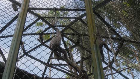 two gibbons in a cage, one is swinging on the ceiling