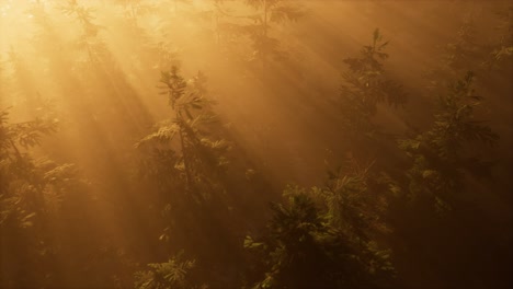 aerial sunrays in forest with fog