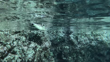 a lone baby sea turtle swimming in crystal clear waters - underwater shot