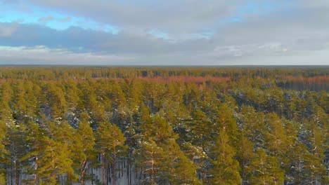 Colorful-pine-forest-tree-tops-in-winter,-Sweden