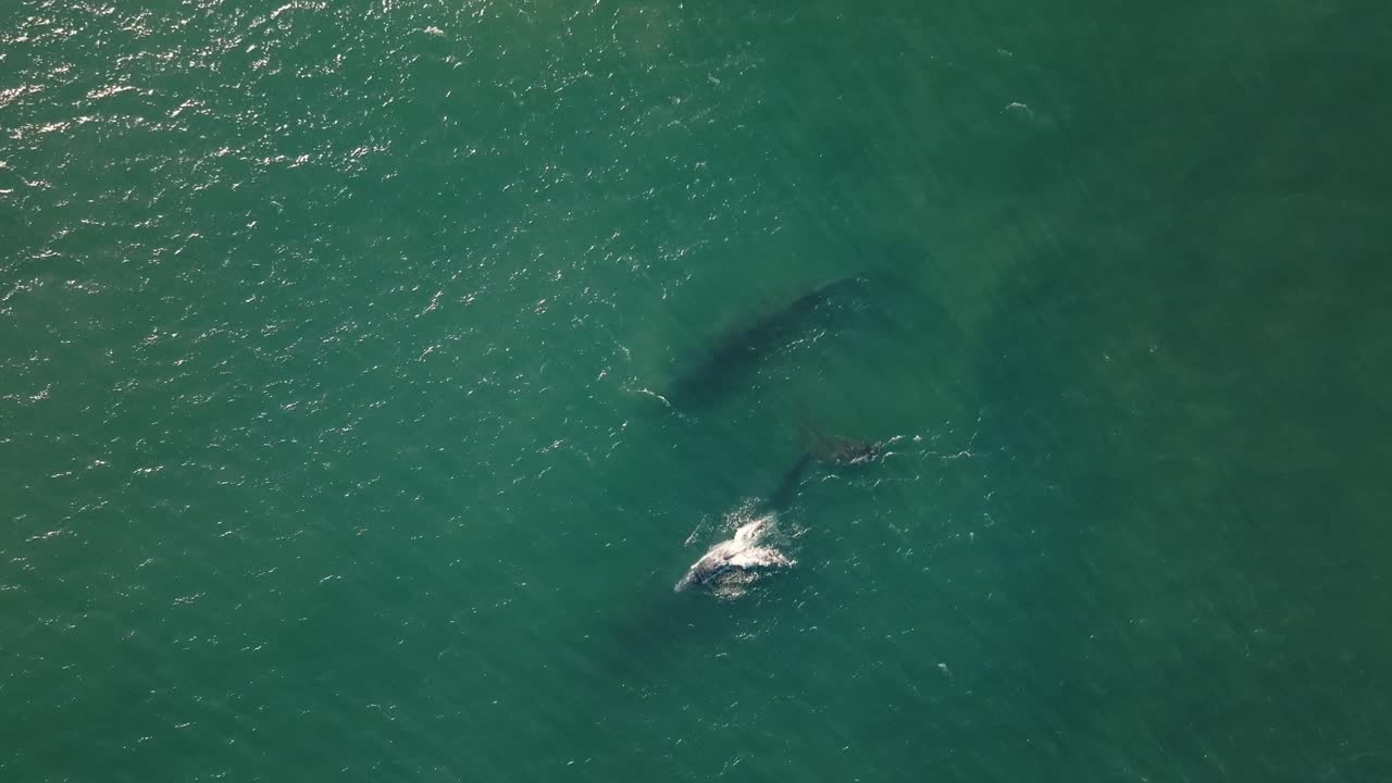 바다의 깊은 곳에서 함께 수영하는 고래의 가족