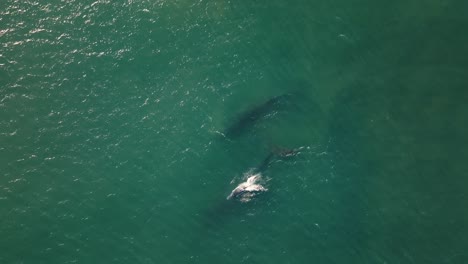 Family-of-Whales-swimming-together-deep-in-the-ocean