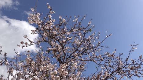 cerezo en flor con flores blancas contra el cielo azul con una ligera brisa