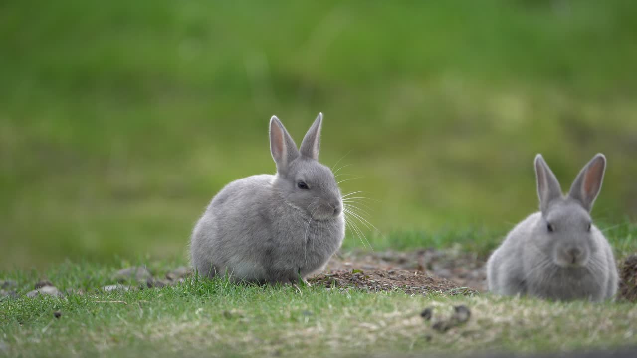 conejos y conejitos salvajes vagando libremente en un parque en reykjavik, islandia durante el verano, disfrutando del entorno verde exuberante