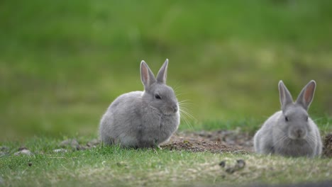 Wild-rabbits-and-bunnies-roaming-freely-in-a-park-in-Reykjavik,-Iceland-during-summer,-enjoying-the-lush-green-environment