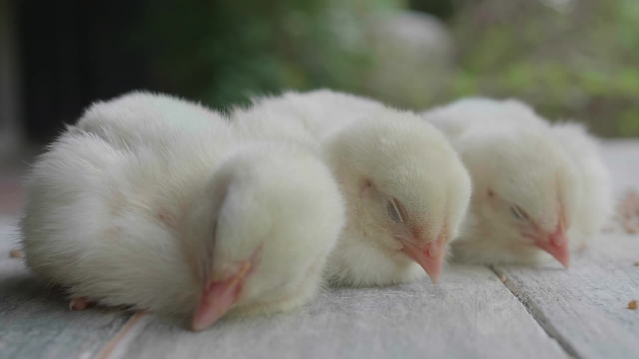 나무 바닥에서 잠을 자는 세 명의. 귀여운 노란색 이 잠을 자고. 가까운  이 자고.