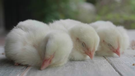 tres chicas durmiendo en el suelo de madera. chica amarilla linda durmiendo. chica blanca durmiendo cerca.