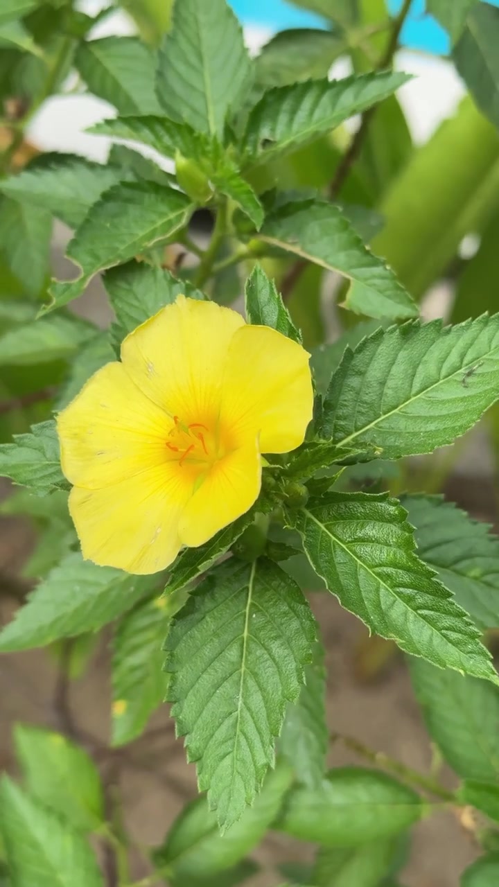 Small Ant Crawling on a Vibrant Yellow Flower