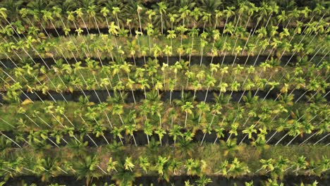 vista aérea de una plantación de nueces de betel con árboles de coco