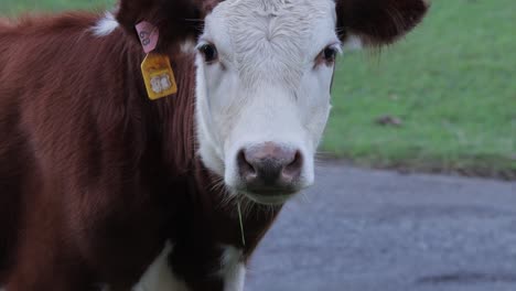 telephoto closeup of brown and white faced cattle with ear tag sniffing nose in road