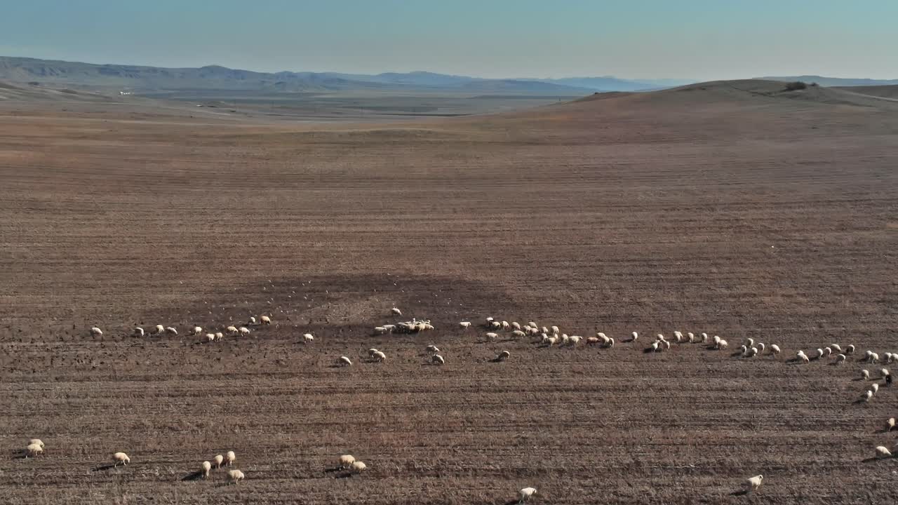 Mandria di pecore al pascolo su terreno arido in Georgia durante una giornata di sole