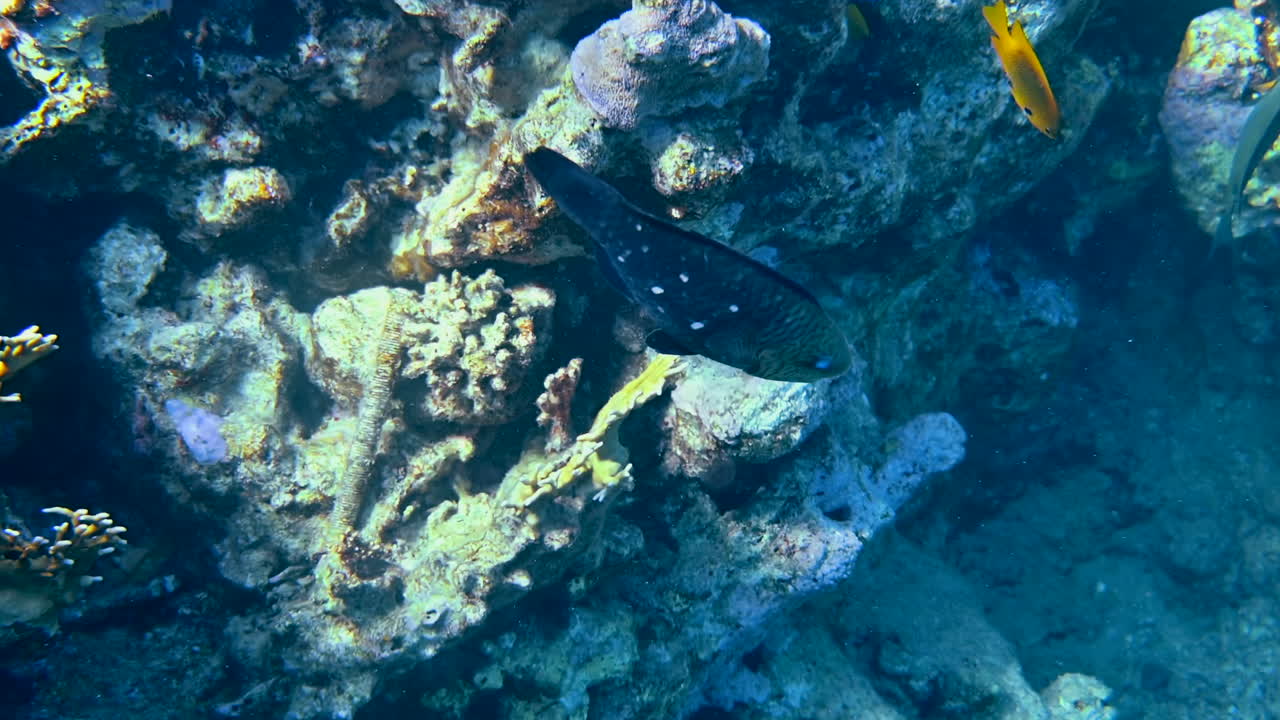 Primo piano di un pesce pappagallo adaisy che nuota vicino a una barriera corallina