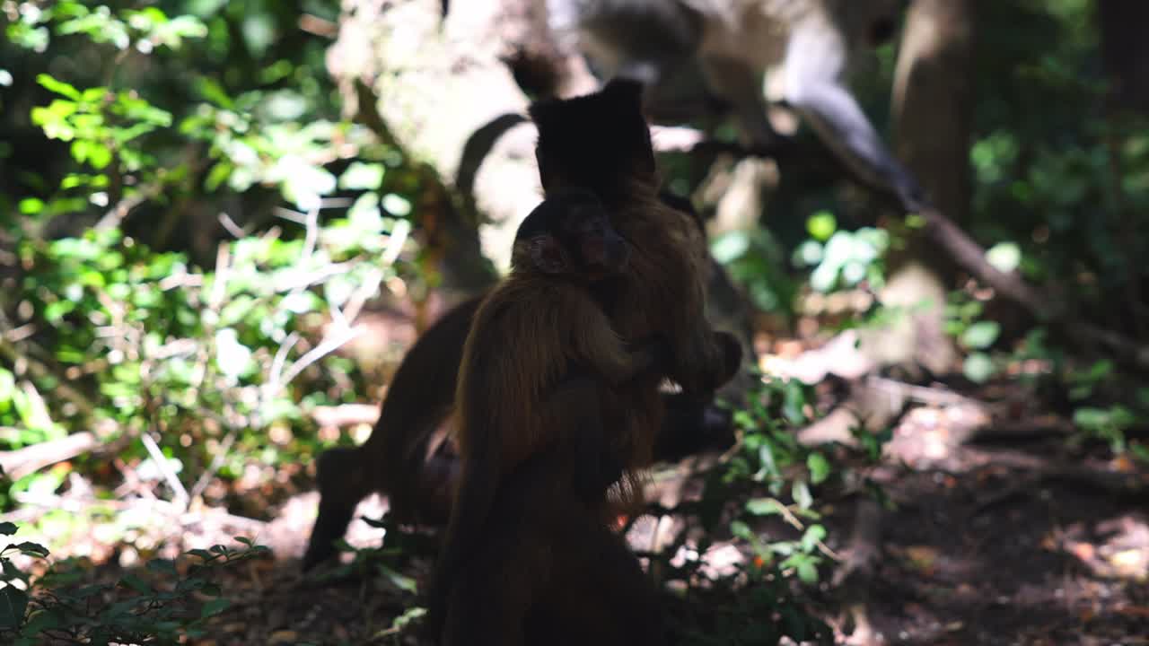 pequeños monos lindos en busca de comida en el suelo en el bosque. llevando al bebé en la espalda. animales en el parque safari, sudáfrica