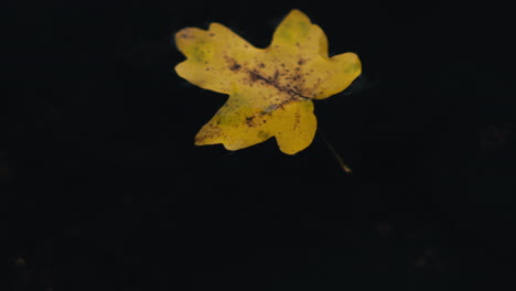 fallen yellow field maple leaf floating in lake during autumn