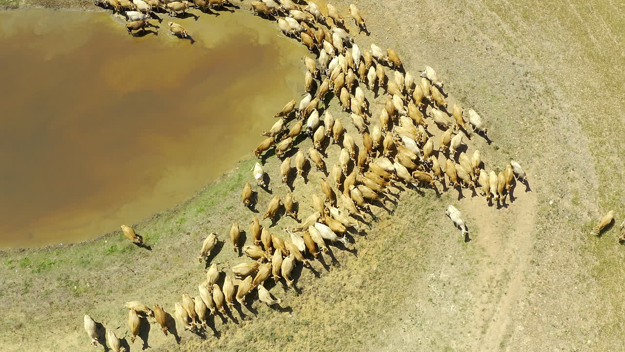 vista aérea de vacas en un pozo de agua