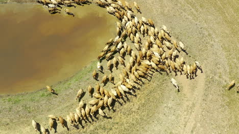 aerial view of cows at a watering hole