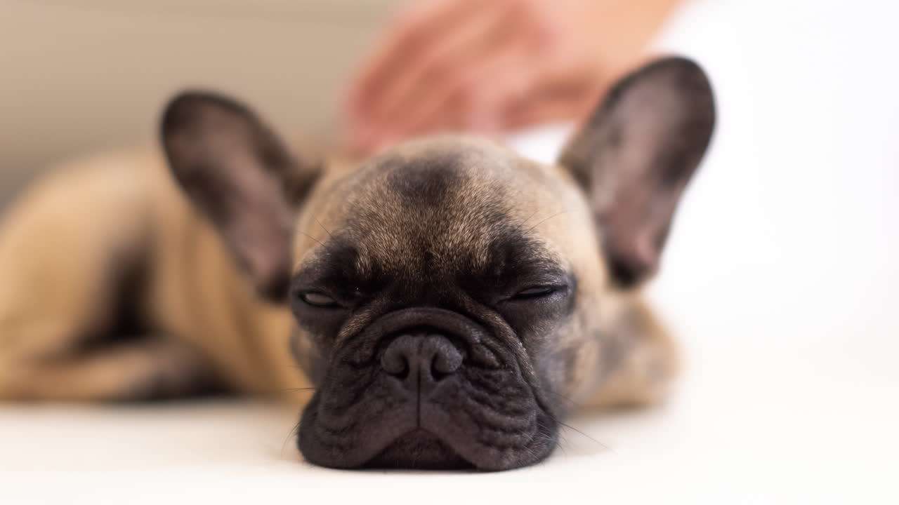 милый домашний французский бульдог