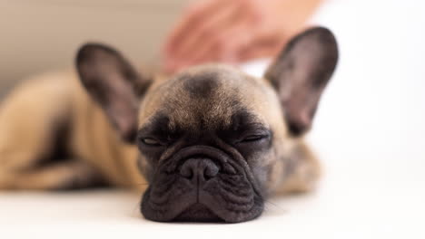 un lindo cachorro de bulldog francés de mascota