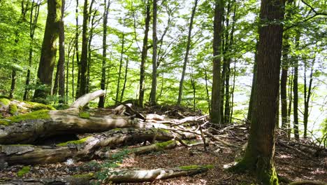 view of shady place in forest with tall dense beech trees on all sides