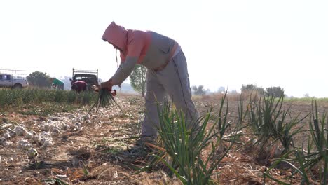 un agricultor mexicano cultivando cebolla