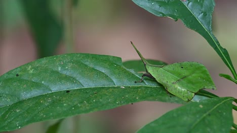 moving slowly up and down, a leaf grasshopper sytella rafflesii is making slight movements as the camera zooms out