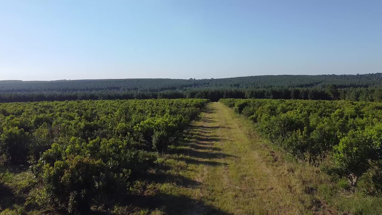 imágenes aéreas cinematográficas de los campos de yerba mate en misiones, jardín, américa, argentina