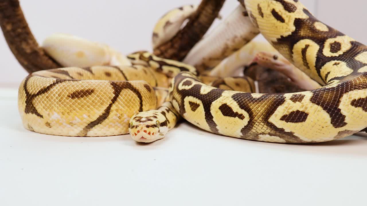 A ball python rests coiled on a white surface, showcasing its distinctive pattern and coloration under soft lighting