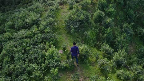 Toma-Aérea-Revelada-De-Un-Hombre-Vestido-De-Azul-Caminando-Por-Un-Sendero-En-El-Parque-Nacional-Khadimnagar