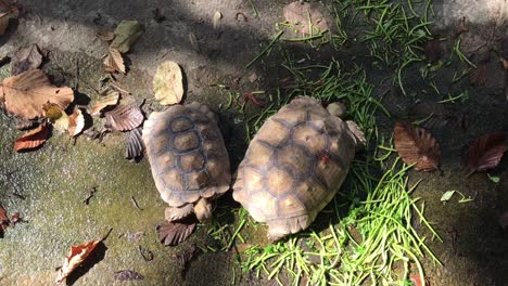 top view turtle eating vegetable