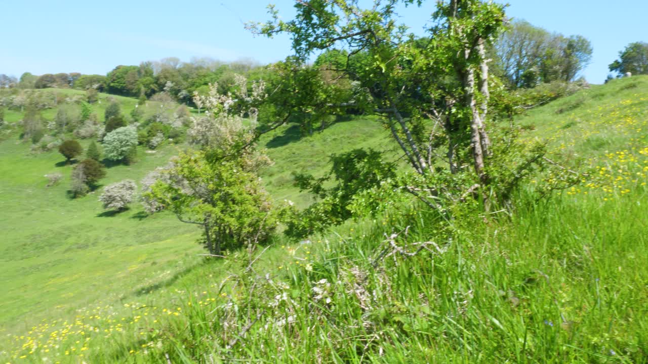 pastos montañosos ingleses bajo el sol con flores silvestres naturales y una manada de ganado en la distancia de un valle