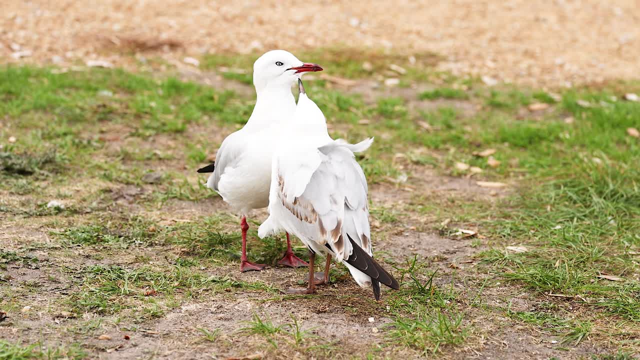 Two red-billed gulls engage in social behavior on grassy terrain under natural daylight at Great Ocean Road, Australia