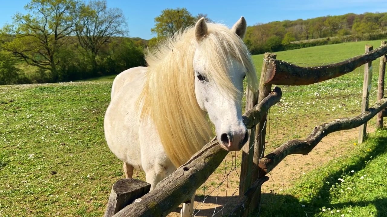 Lindo cavalo branco parado perto de uma cerca de madeira rústica em um campo verde com flores silvestres em um dia ensolarado.
