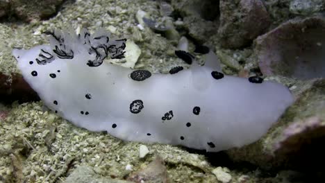 jorunna funebris nudibranch-1