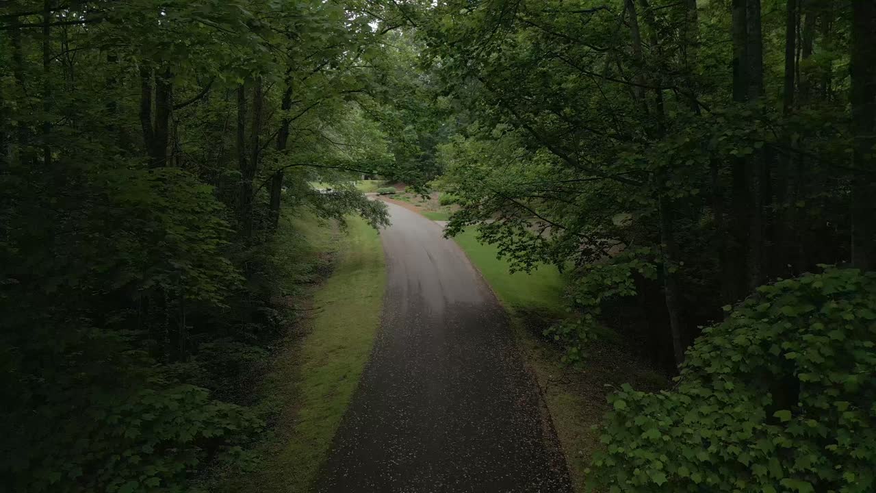 Push Through Neighborhood Trees Over Road in Forest