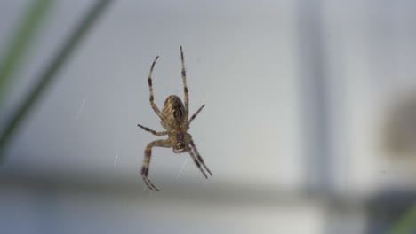 closeup shot of a common backyard species of spider hanging from a web