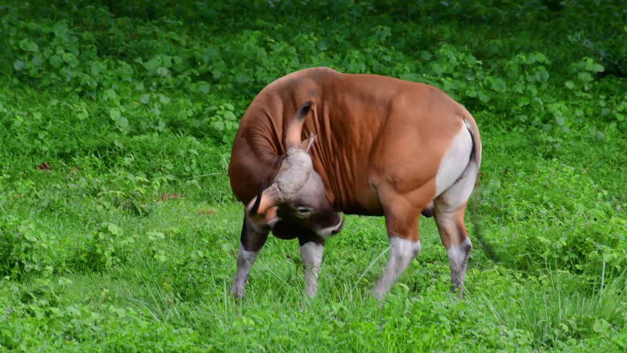 banteng 또는 tembadau는 동남아시아에서 발견되고 일부 국가에서는 멸종된 야생 소입니다.