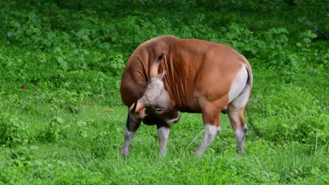 the banteng or tembadau, is a wild cattle found in the southeast asia and extinct to some countries