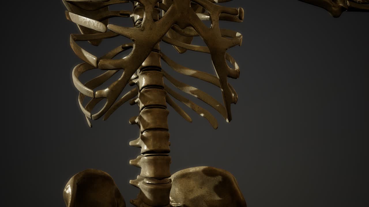 de los huesos del esqueleto humano