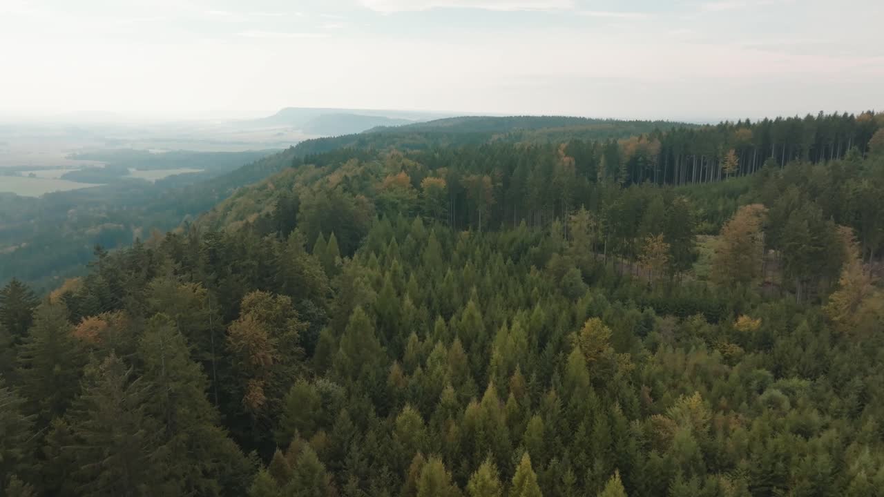 Una vista aerea di una foresta verde e lussureggiante