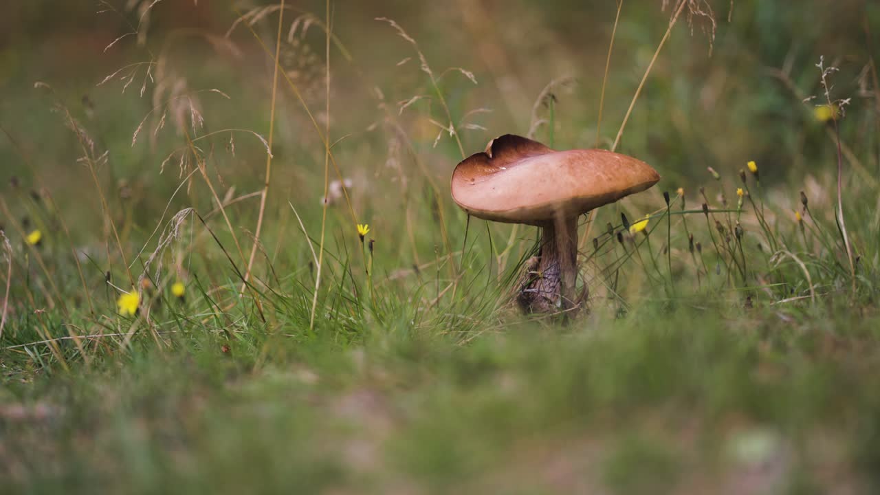 A close-up view of a single mushroom growing in a grassy area, surrounded by tall grass and yellow flowers. Parallax shot, bokeh background.