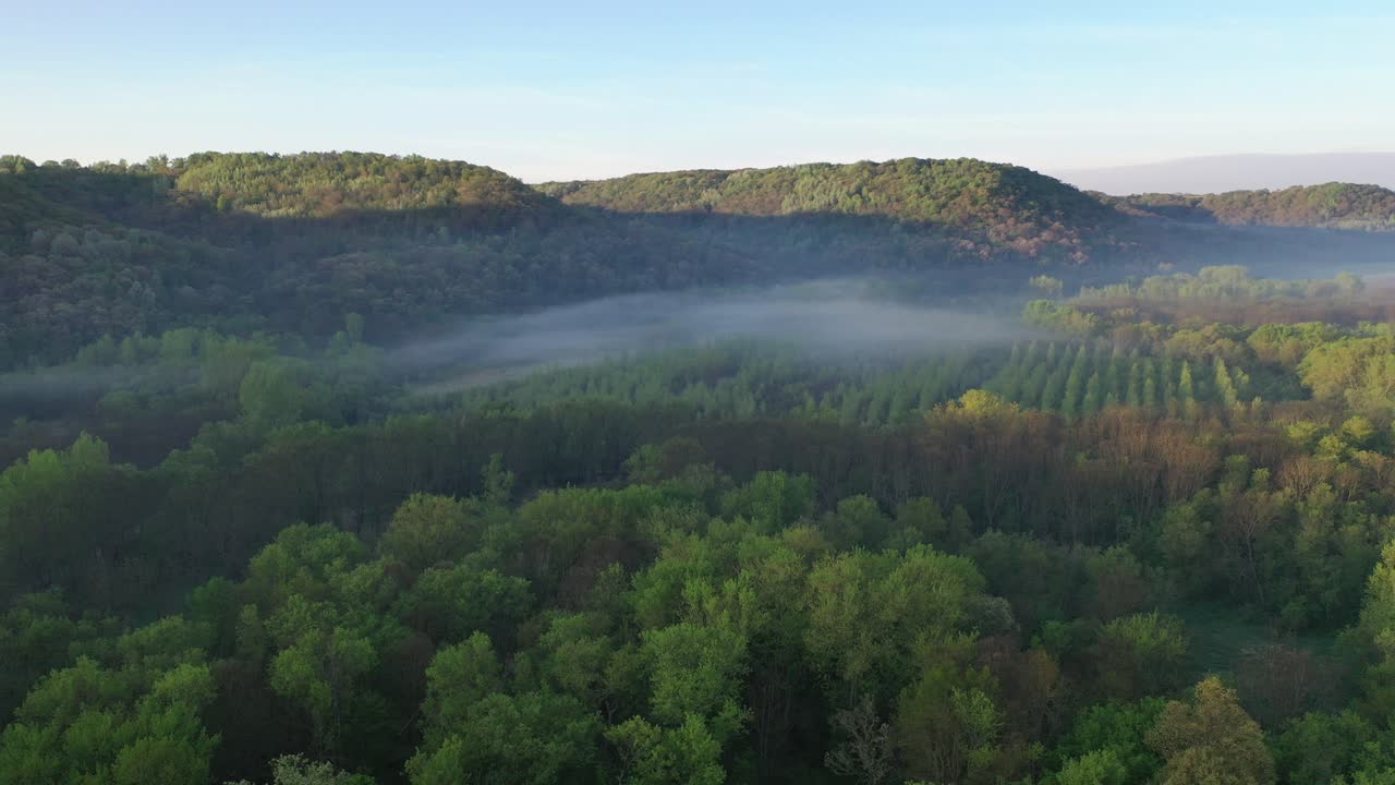 안개 숲과 산의 풍경