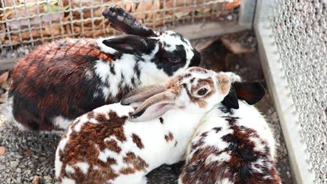 group of rabbits in a market enclosure